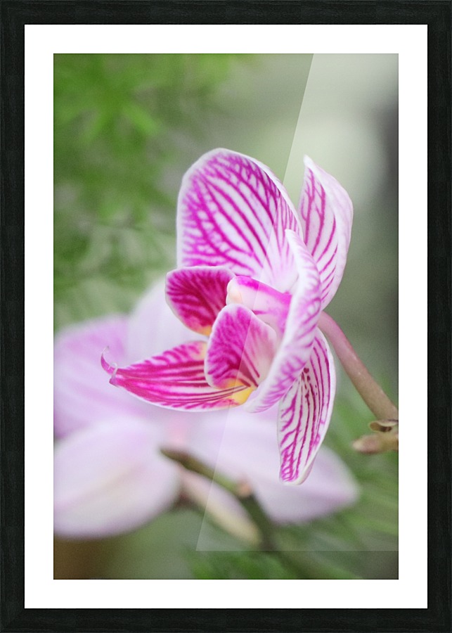 fleur orchidée Picture Frame print