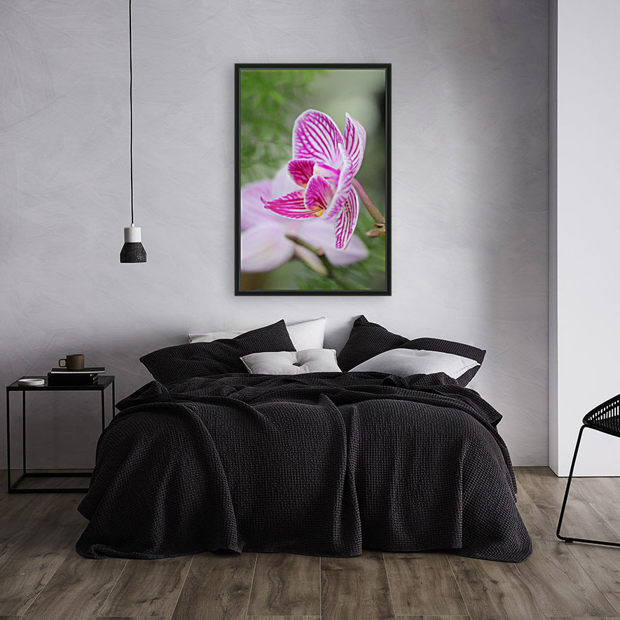 fleur orchidée Reproduction