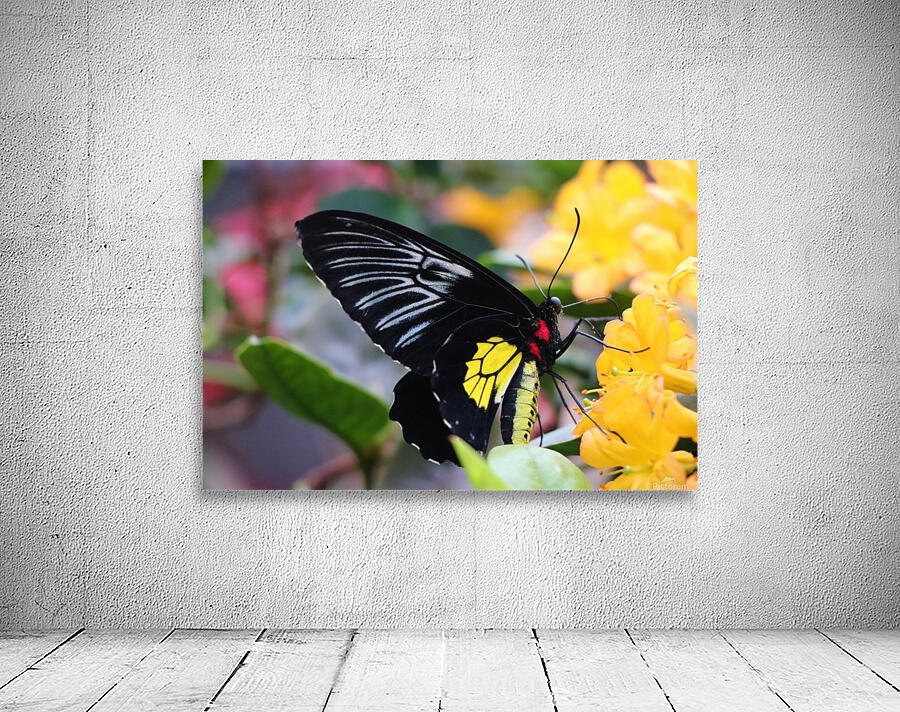 butterfly Wall Preview