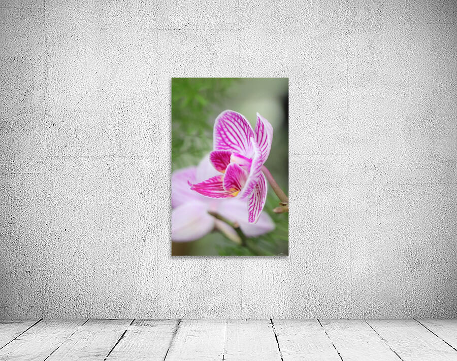 fleur orchidée Wall Preview