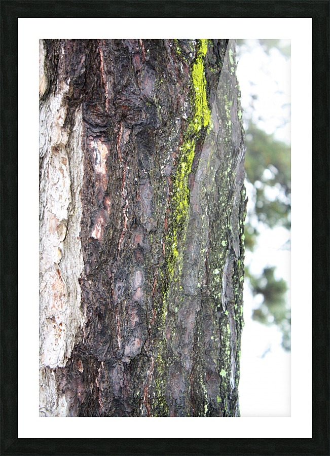 Tree moss Picture Frame print