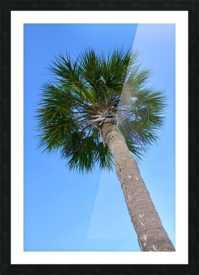 Palm tree Picture Frame print