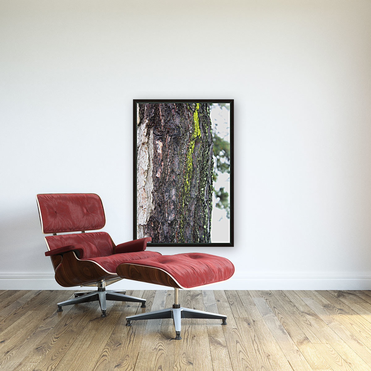 Tree moss Reproduction