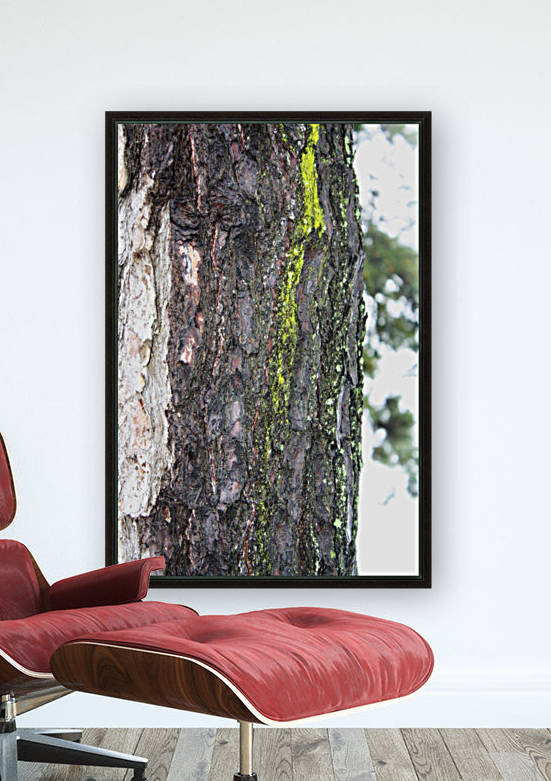 Tree moss by A_B_Goddess Photography