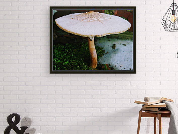 Shrooms Day by A_B_Goddess Photography
