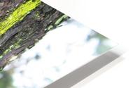 Tree moss HD Metal print