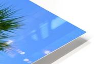 Palm tree HD Metal print