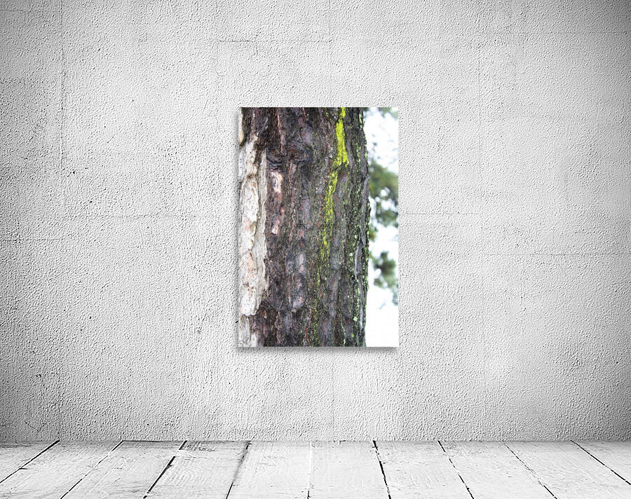 Tree moss Wall Preview