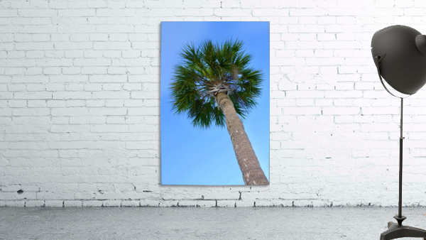 Palm tree Wall Preview