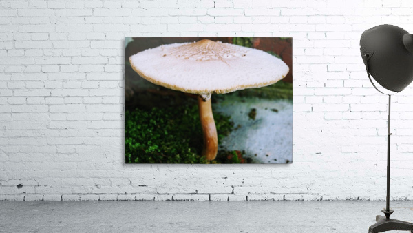 Shrooms Day Wall Preview