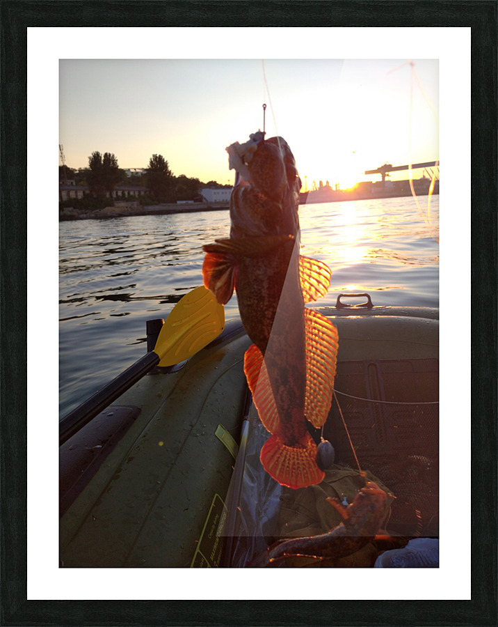 Fish in the evening Picture Frame print