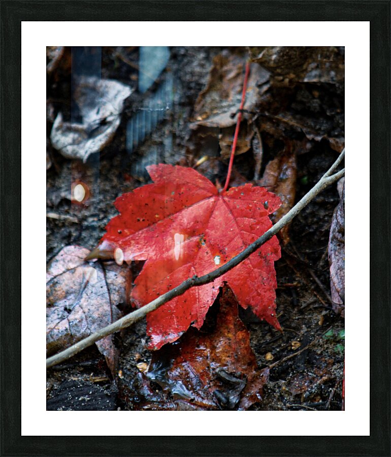  Fine Art print