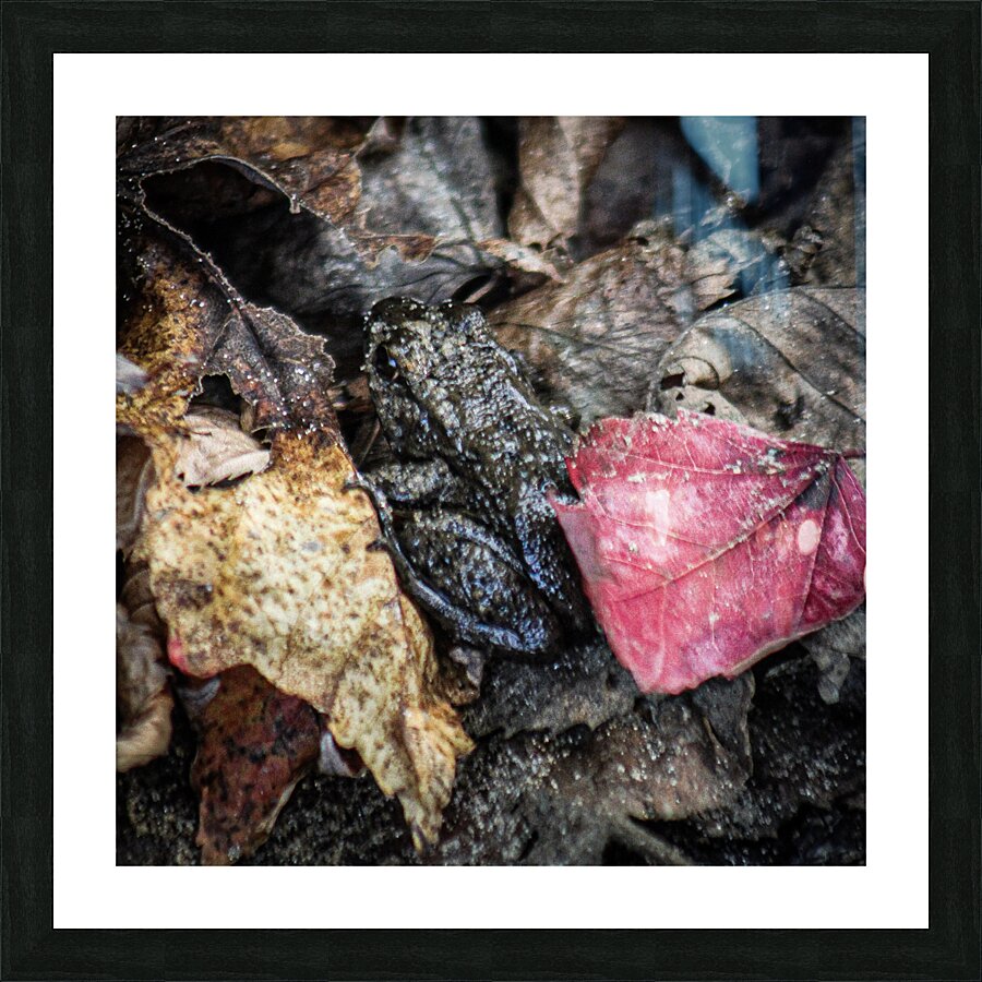  Fine Art print