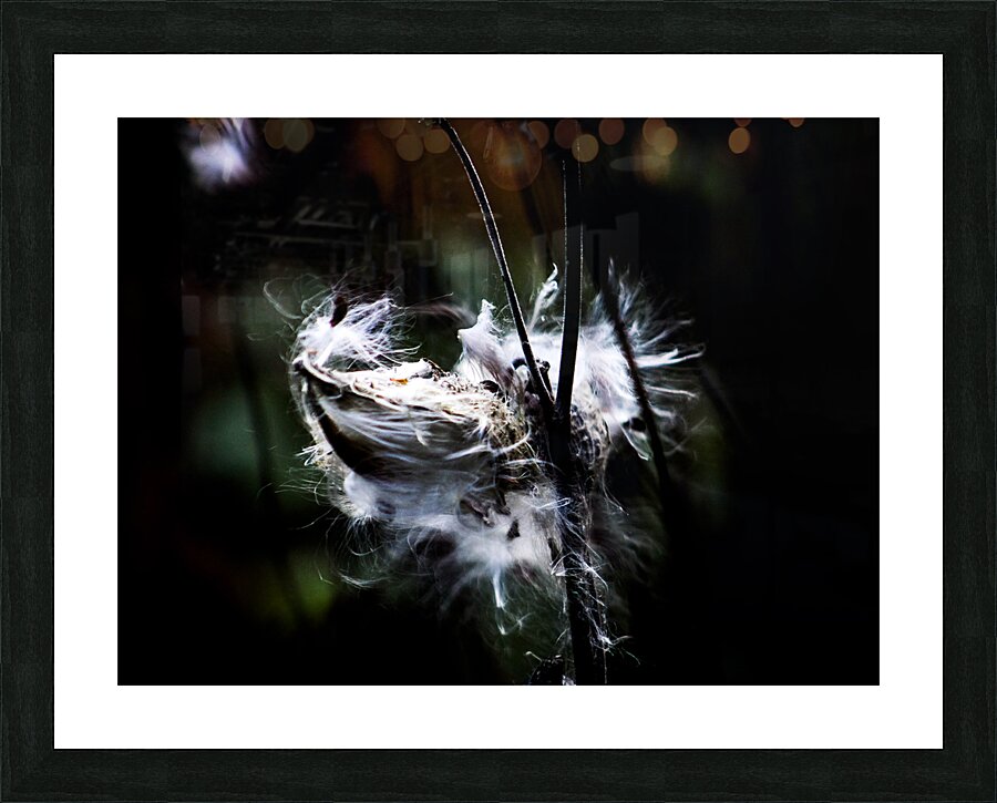 Spread your Wings Picture Frame print