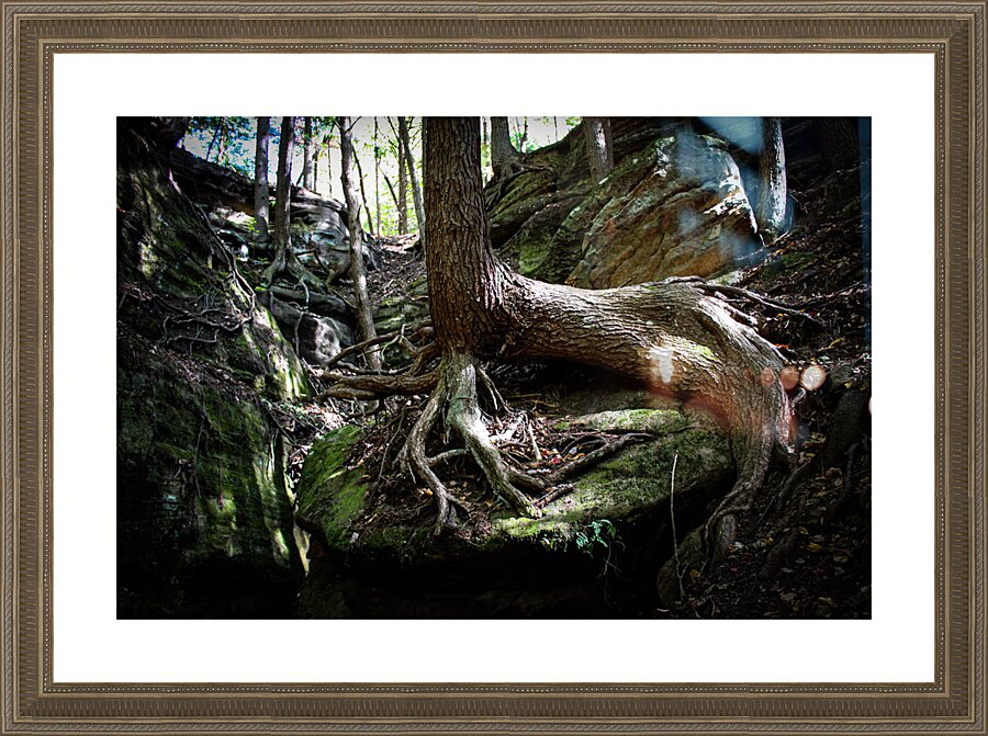  Fine Art print