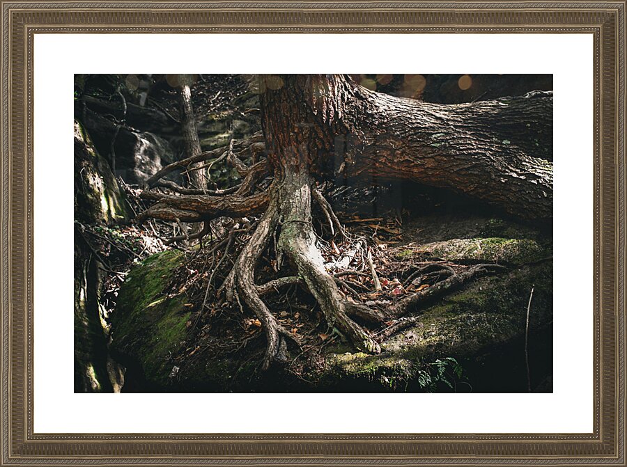  Fine Art print