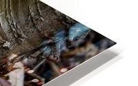 Gold Rush  HD Metal print