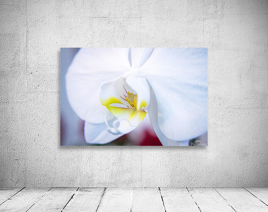White Orchid Wall Preview