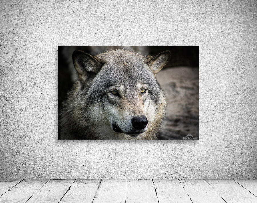 Wolf Wall Preview