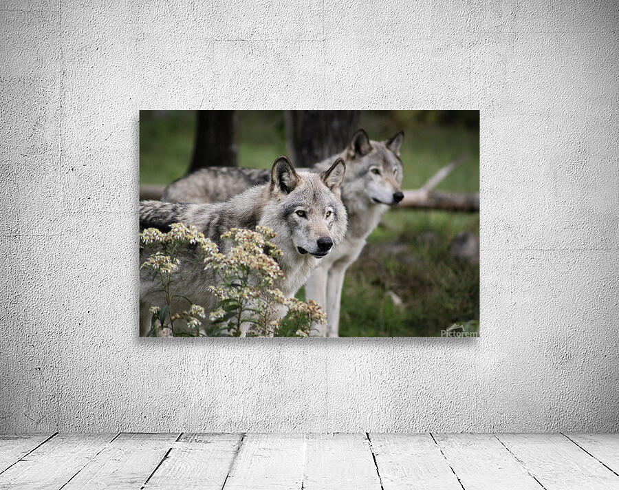 Companionship Wall Preview
