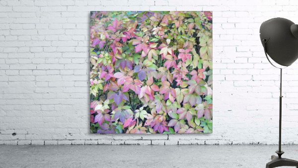 Five Leaf Rag Wall Preview