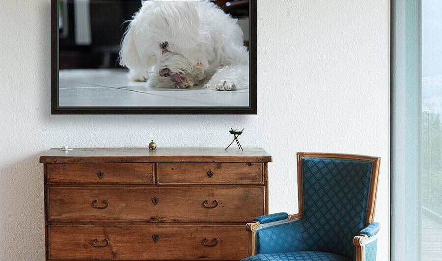 fluffy white dog mix with Poodle and Malzis licking paws by Photoerngo
