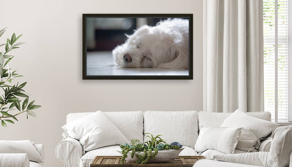 fluffy white dog mix with Poodle and Malzis is sleeping by Photoerngo