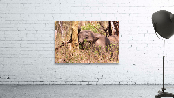 Eating elephant - Loxodonta africana Wall Preview