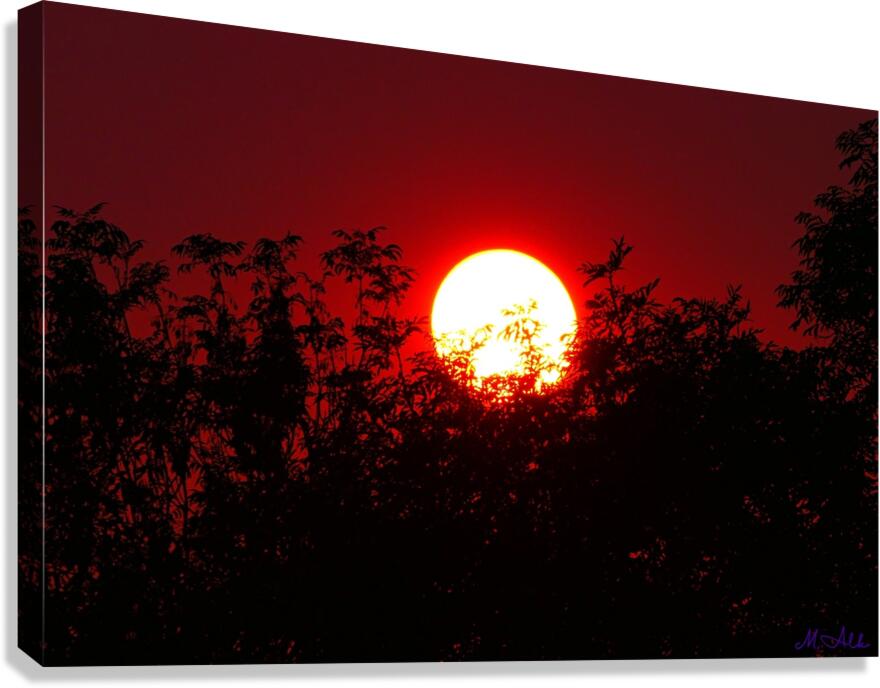 Fiery Sunset Behind the Trees – A Dramatic Sky Canvas Print