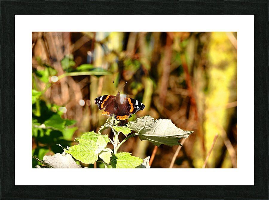  Fine Art print