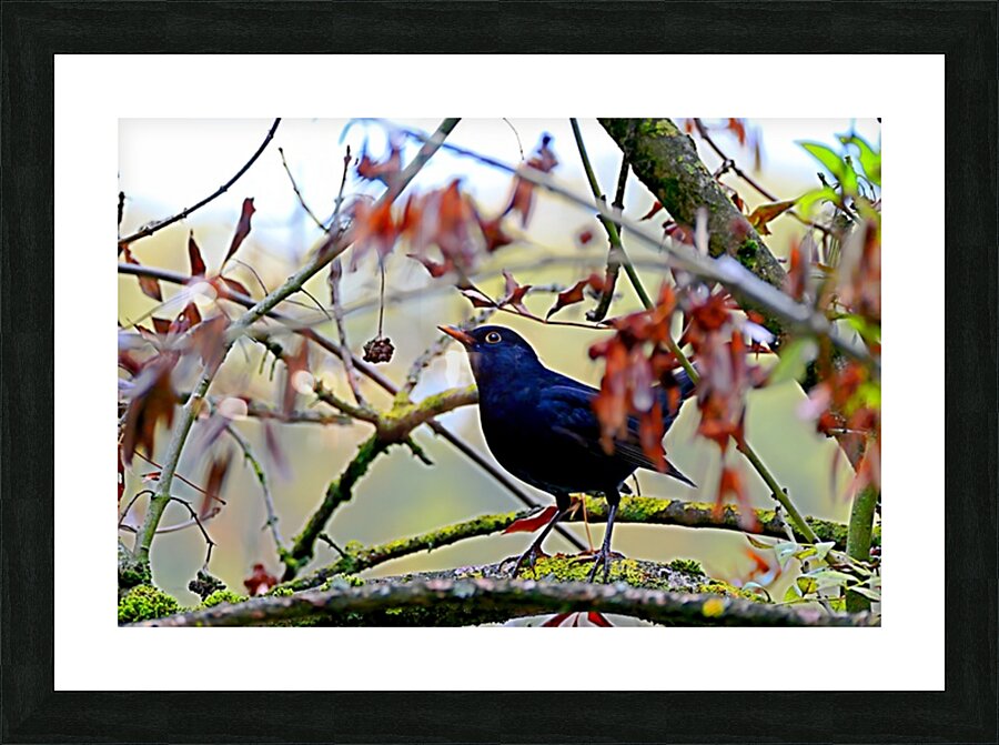  Fine Art print