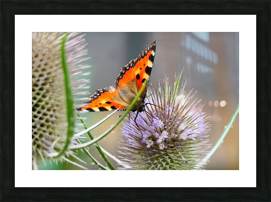 Fine Art print