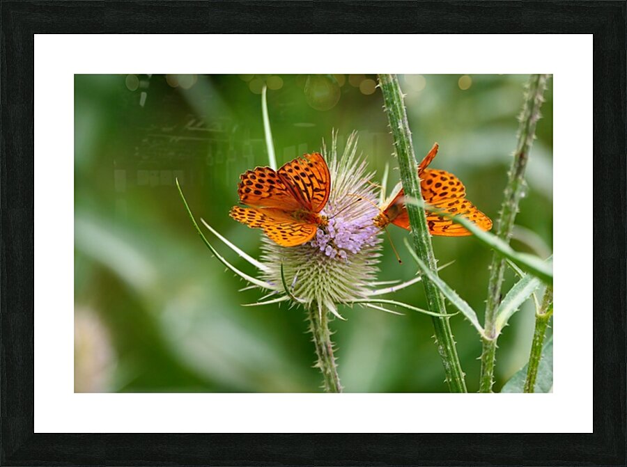  Fine Art print