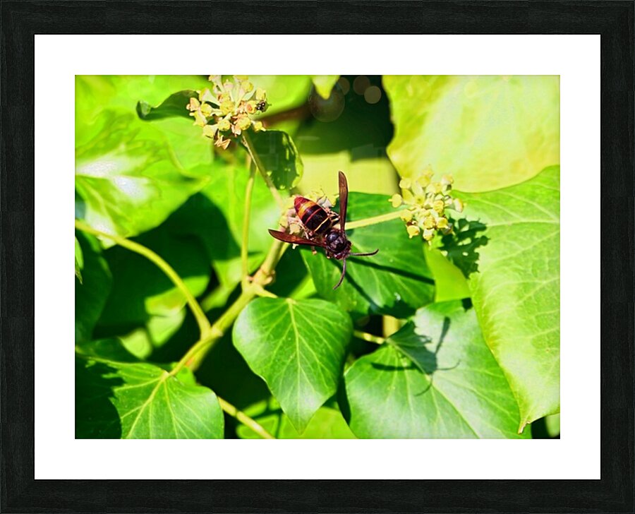  Fine Art print