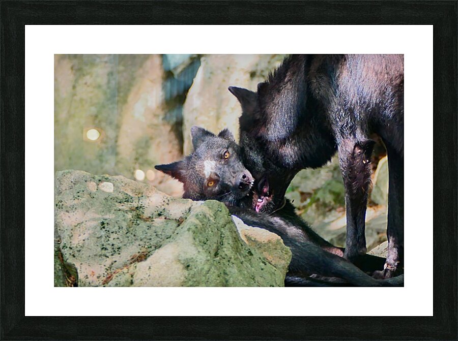  Fine Art print