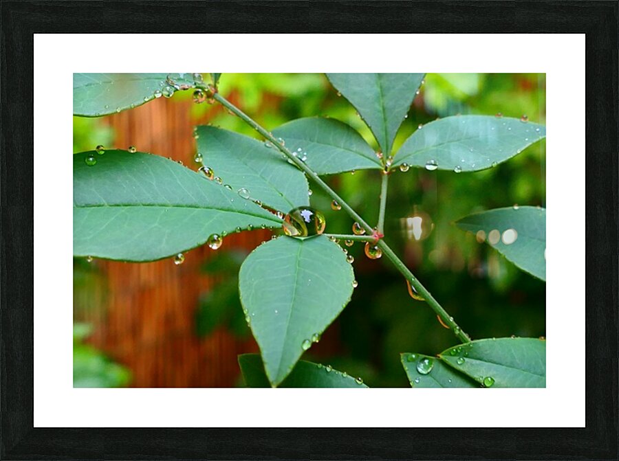  Fine Art print