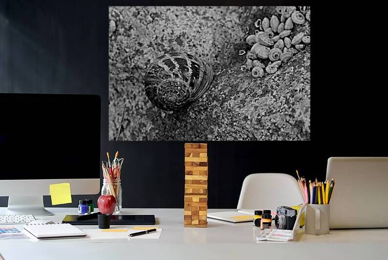 Timeless Spiral  Snail on Rock Black  White Print by M ALK