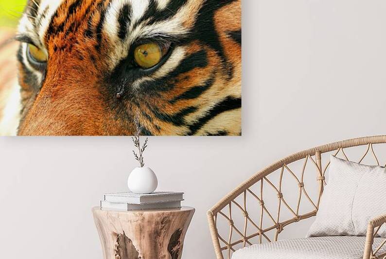 Hypnotic Tiger Gaze  Intense Eyes  Captivating St by M ALK