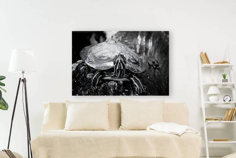 striped aquatic turtle black white water wildlife by M ALK