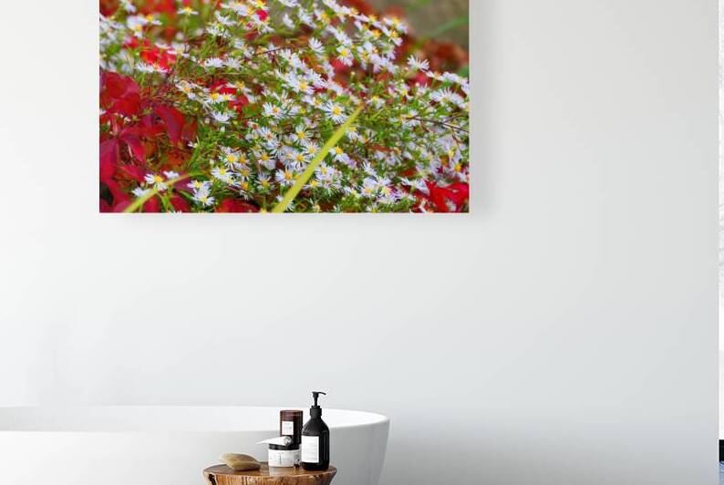 white asters red autumn leaves vibrant fall garde by M ALK