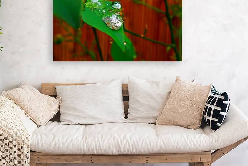 crystal water drops green leaves red autumn macro by M ALK