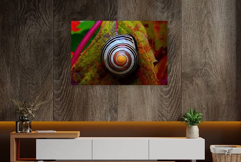 striped spiral shell vibrant autumn leaves macro. by M ALK