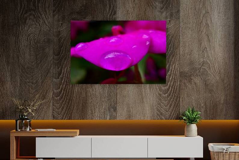 magenta flower dewdrops macro nature photography. by M ALK