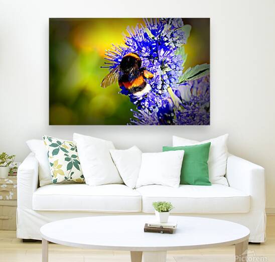 magnificent bumblebee blue flower vibrant macro p by M ALK