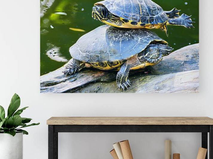 two turtles basking log wildlife nature photograp by M ALK