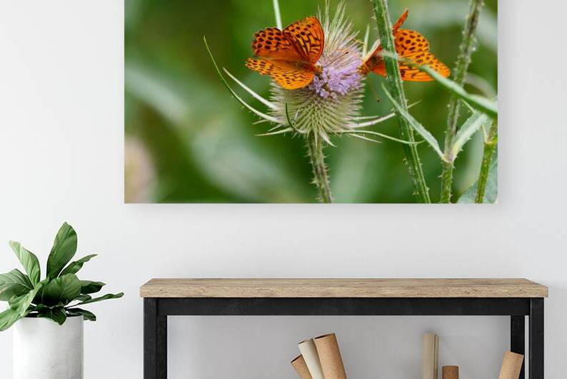 two orange butterflies spiky thistle macro nature by M ALK