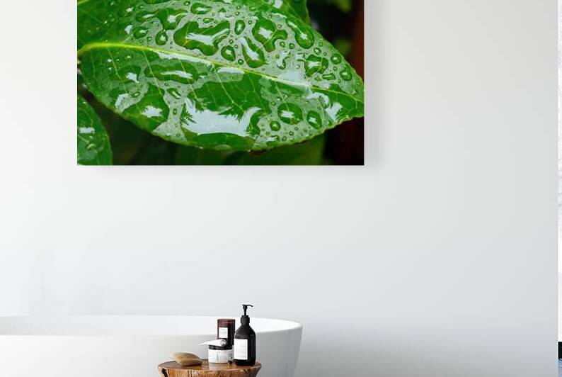fresh green leaf raindrops macro nature photograp by M ALK