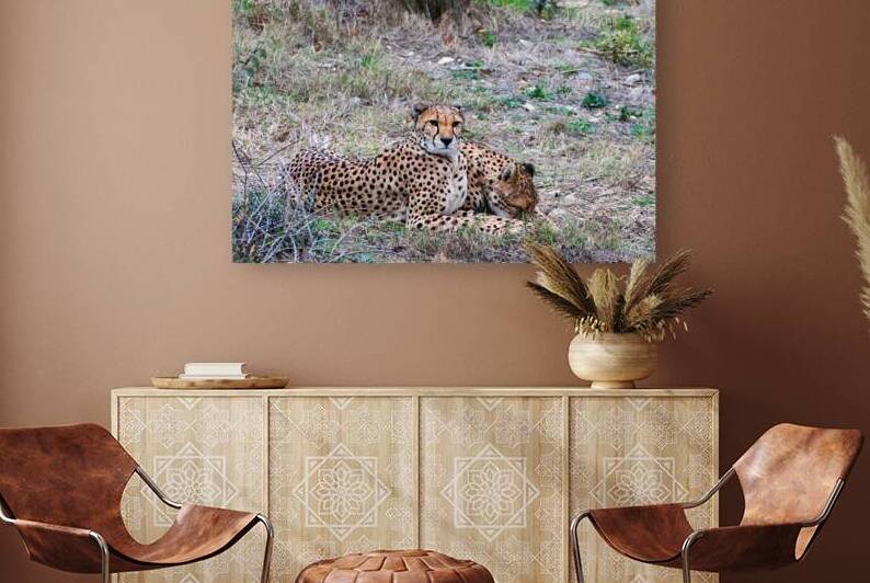 cheetah resting savanna habitat wildlife photogra by M ALK