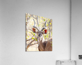 KUDU Acrylic Print