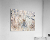 Baby Leopard sitting Acrylic Print